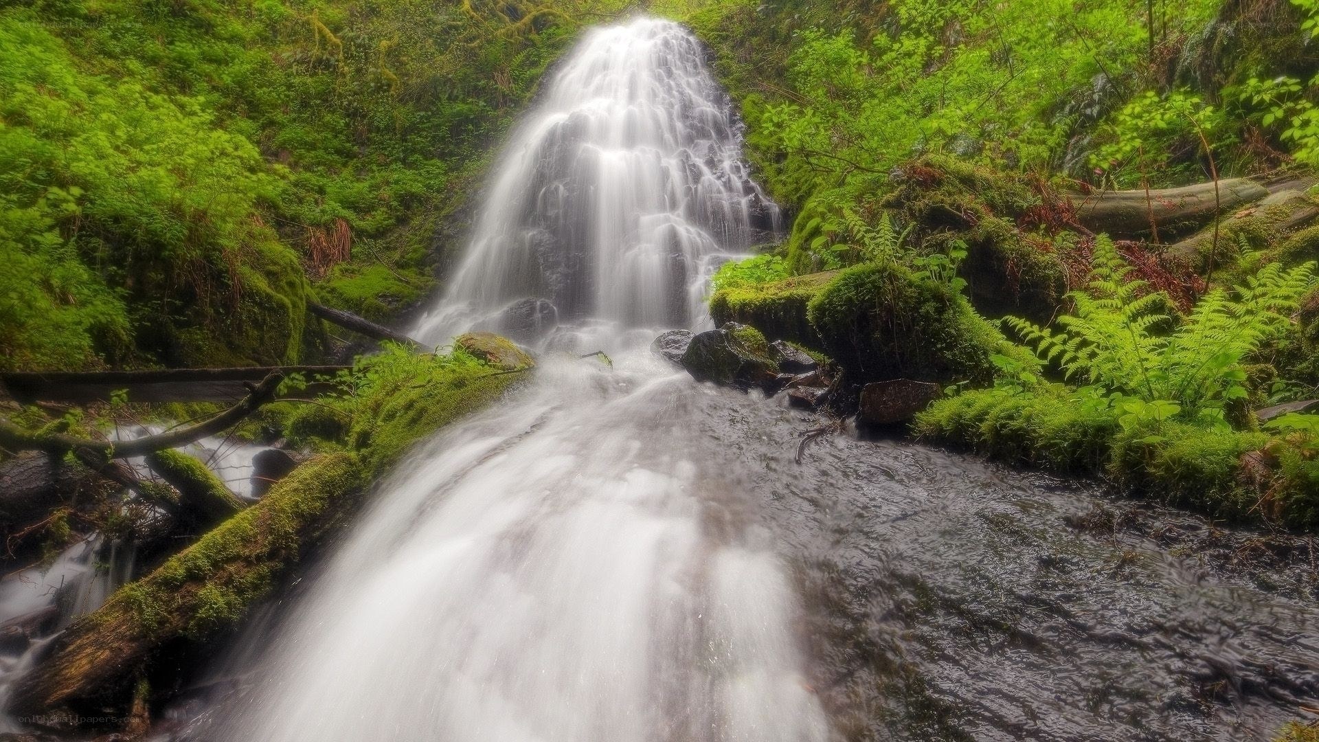 Waterfall in lush green forest