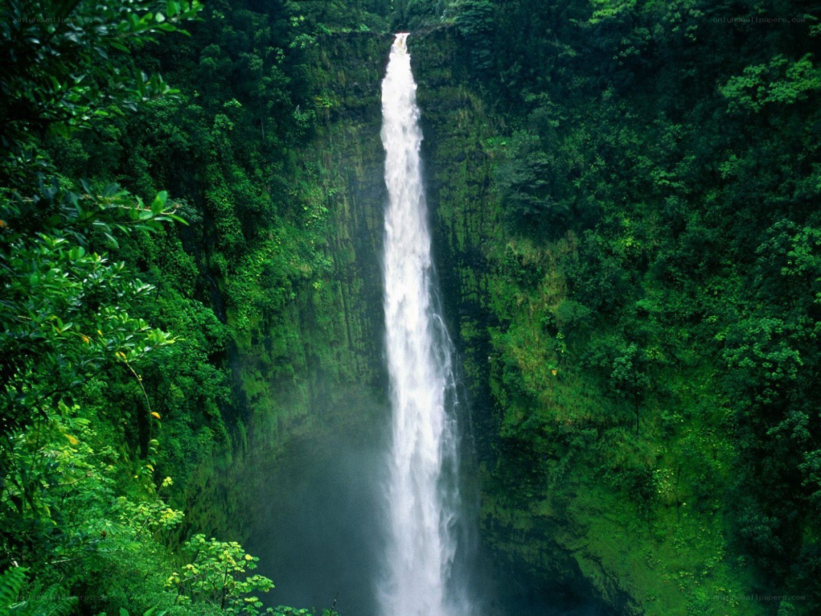 Waterfall in lush green forest