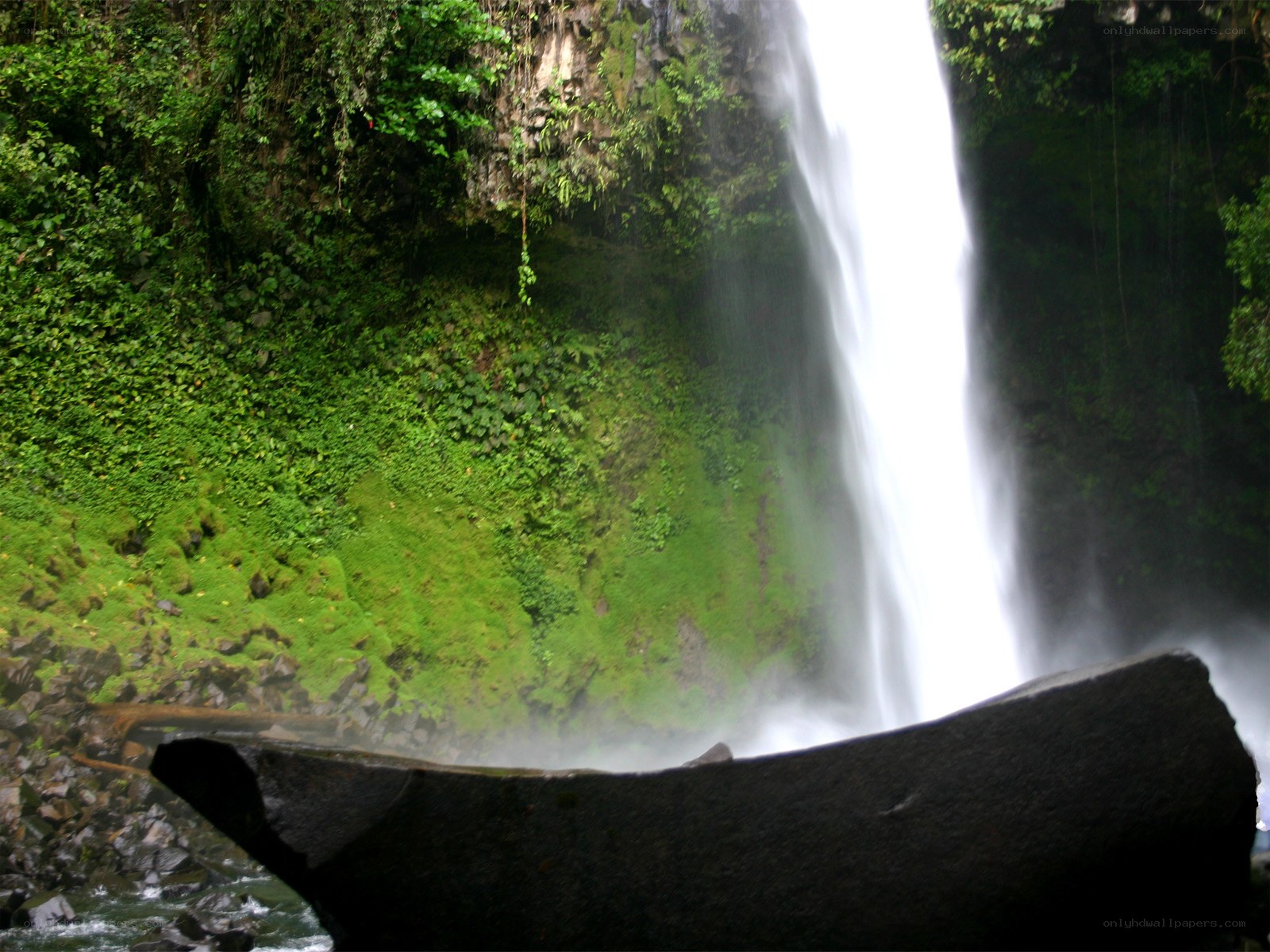 Waterfall in lush green forest