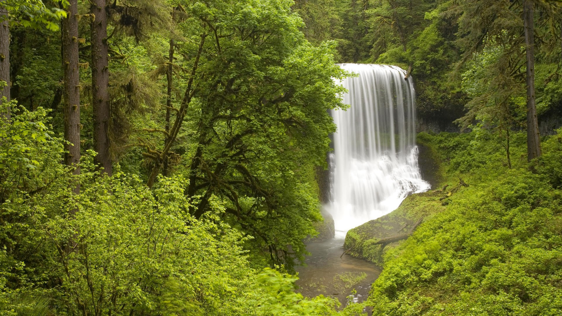 Waterfall in lush green forest