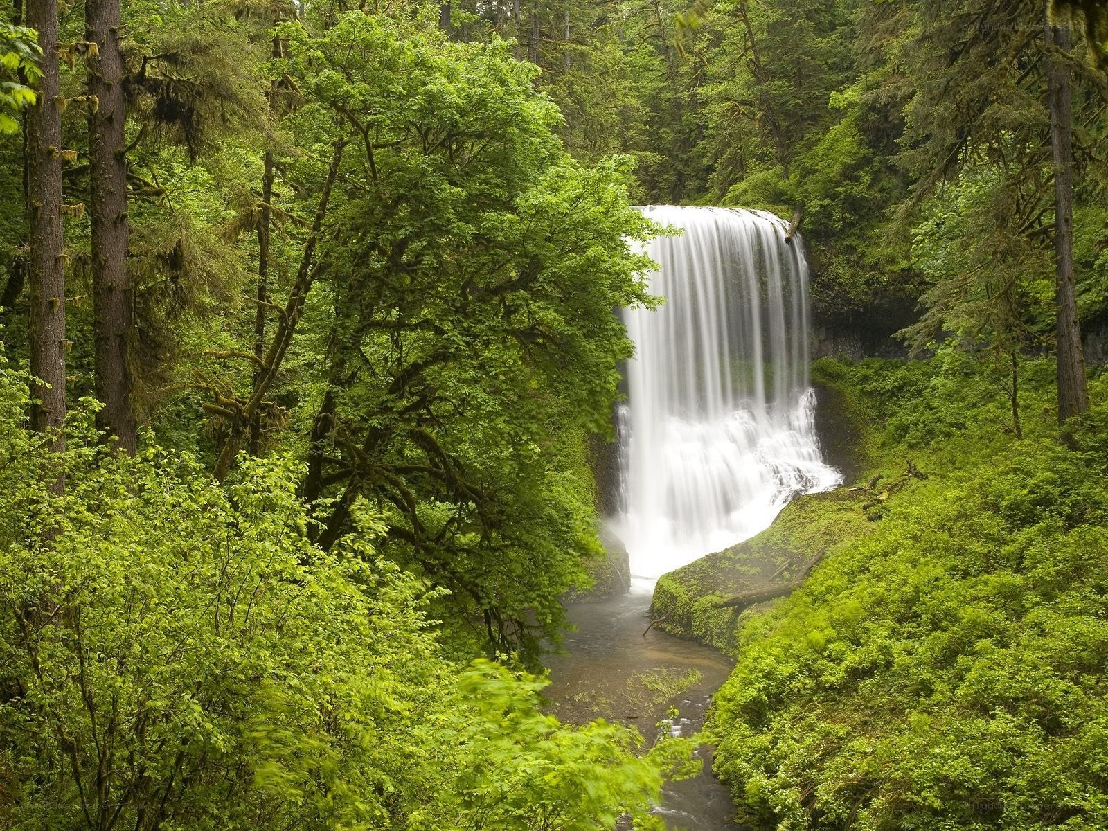 Waterfall in lush green forest
