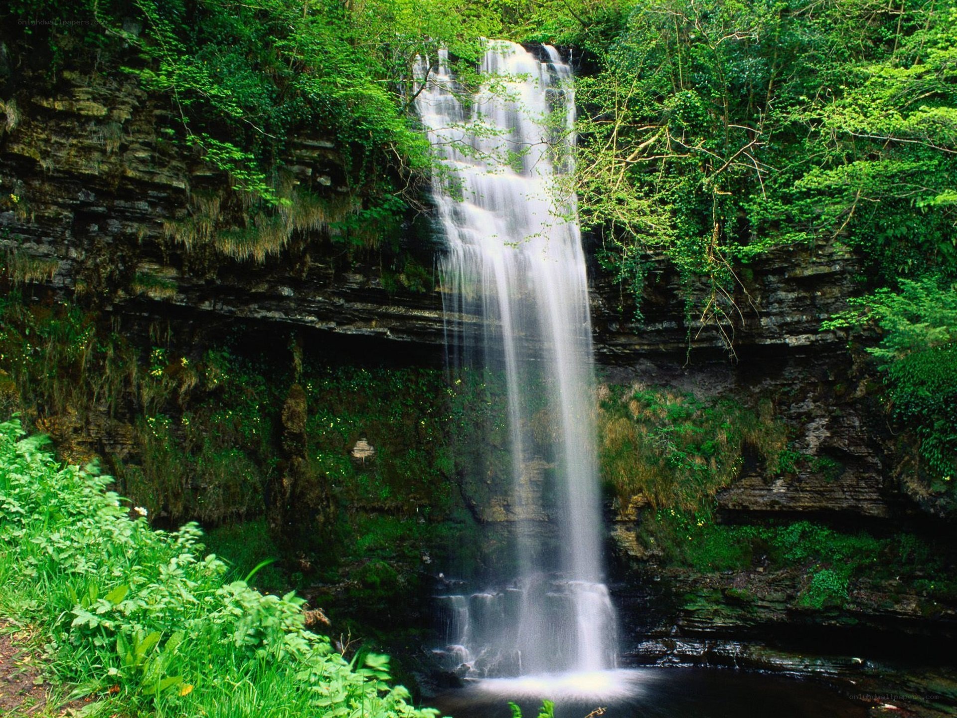 Waterfall in lush green forest