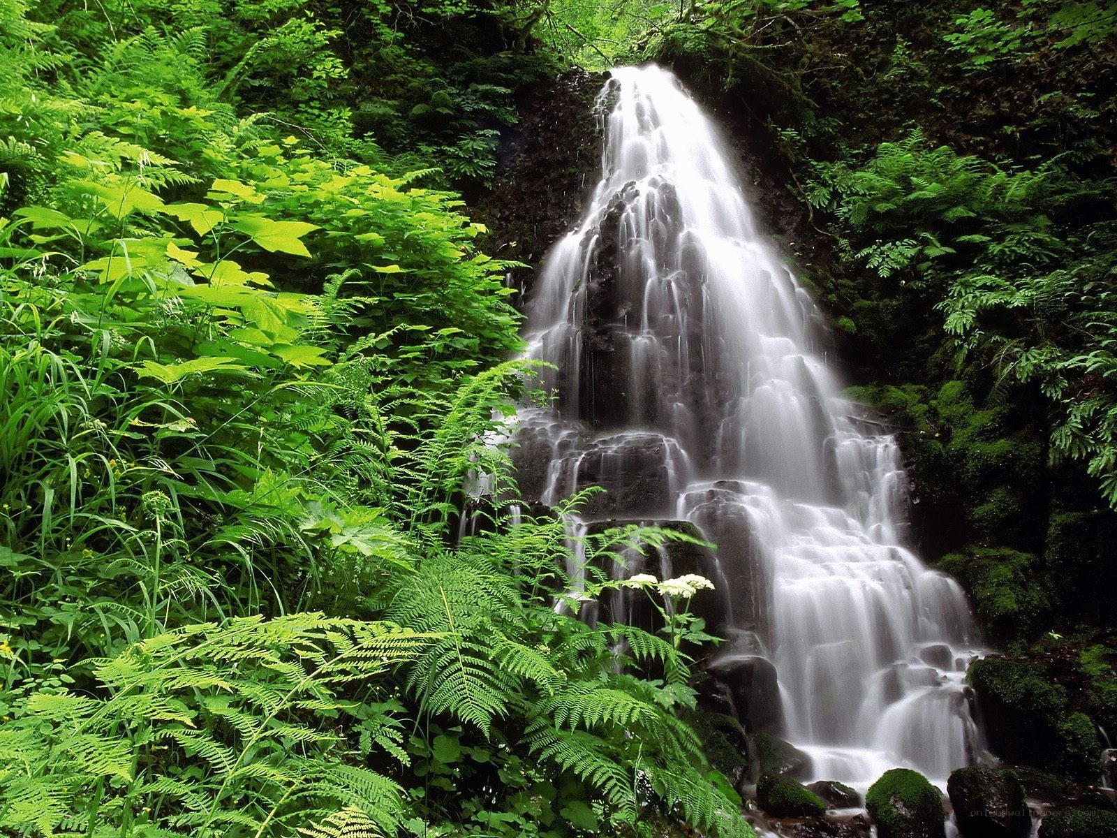 Waterfall in lush green forest