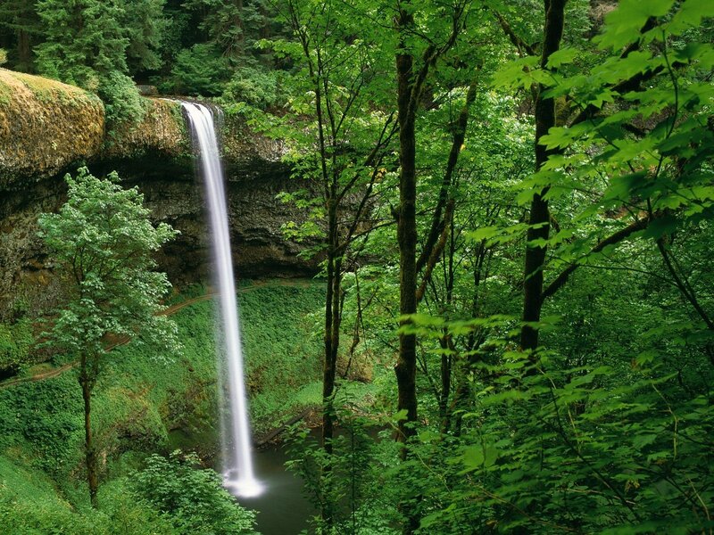 Waterfall in lush green forest
