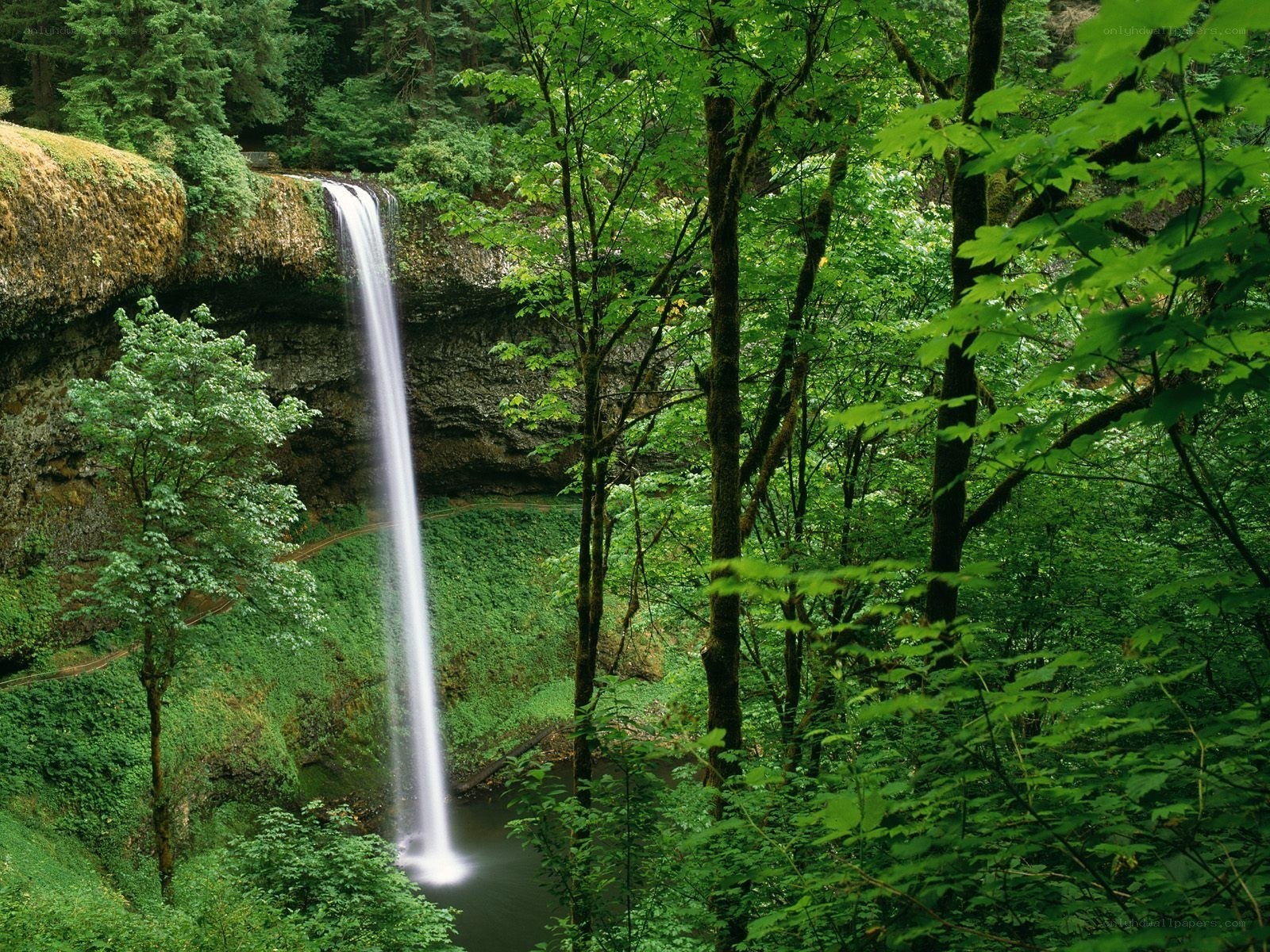 Waterfall in lush green forest