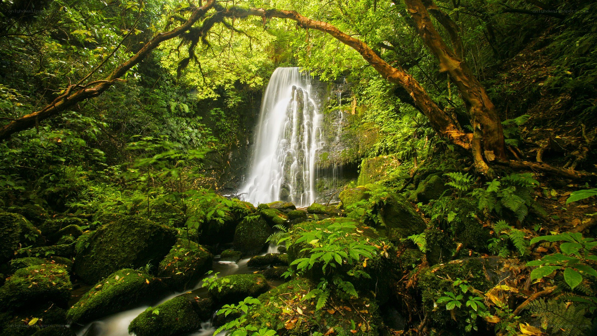 Waterfall in lush green forest