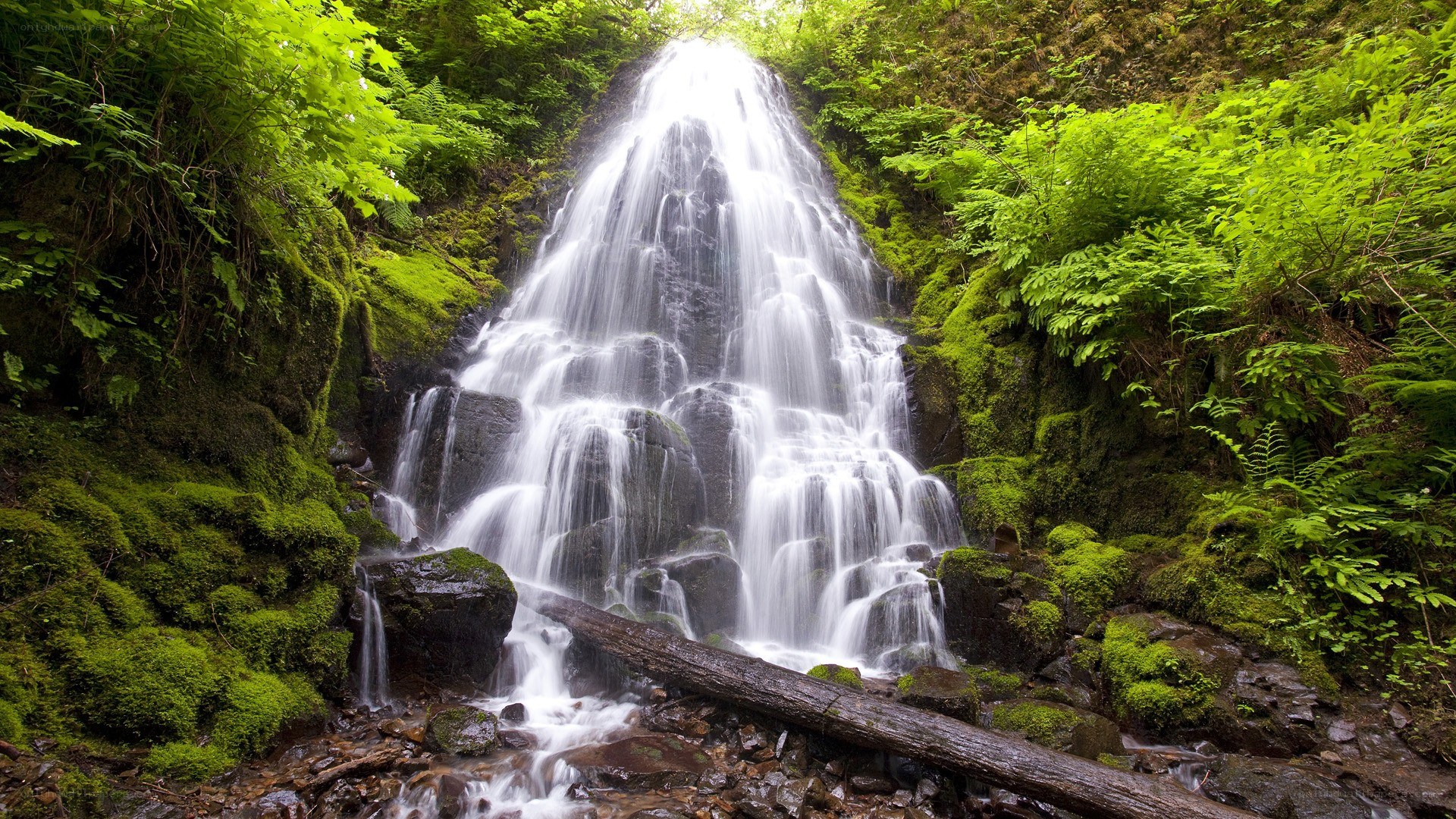 Waterfall in lush green forest