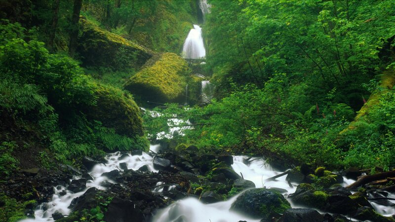 Waterfall in lush green forest