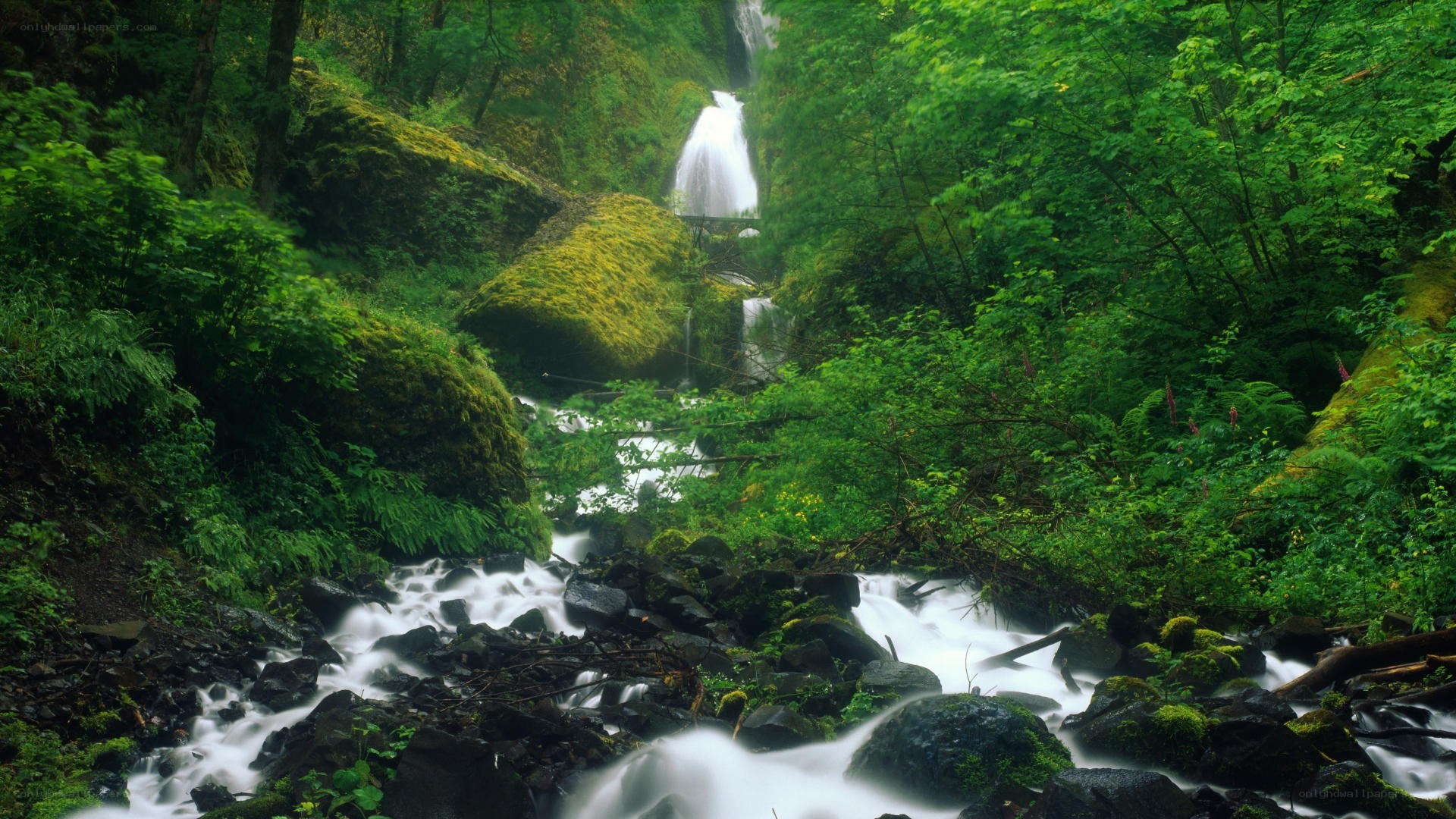Waterfall in lush green forest