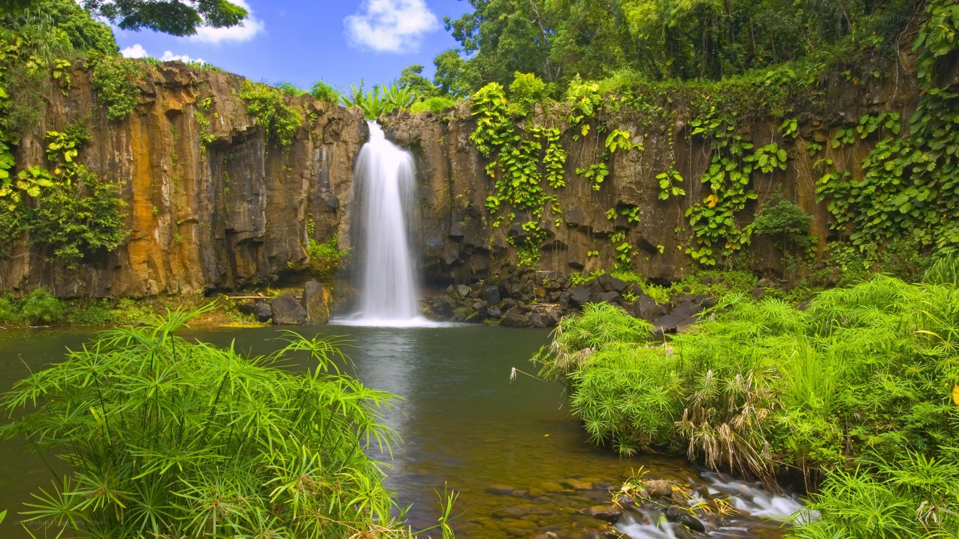 Waterfall in lush green forest