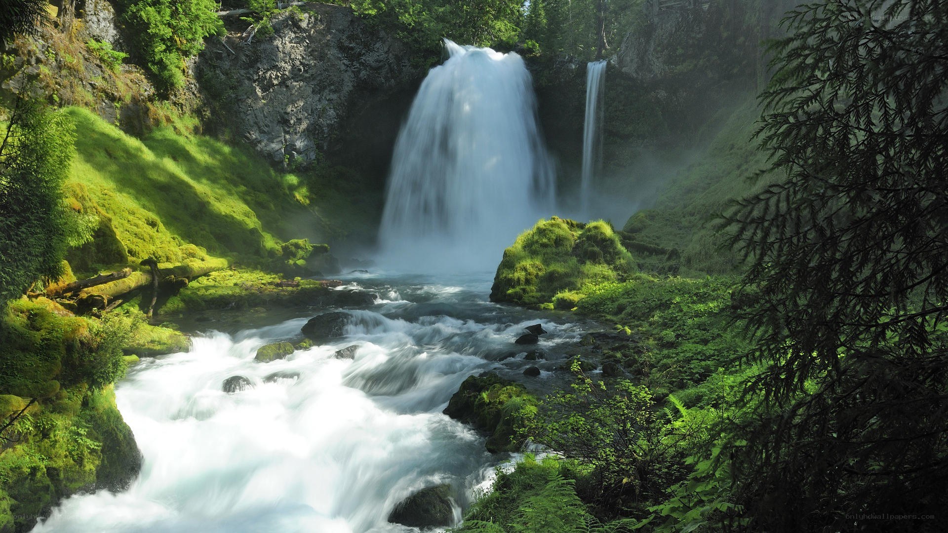 Waterfall in lush green forest