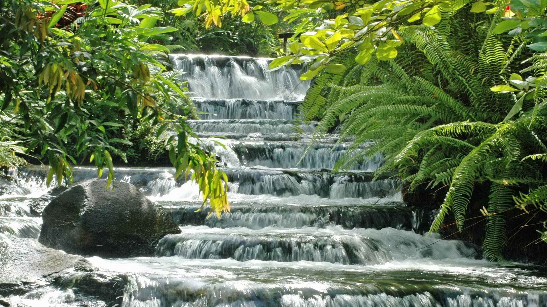 Waterfall in lush green forest