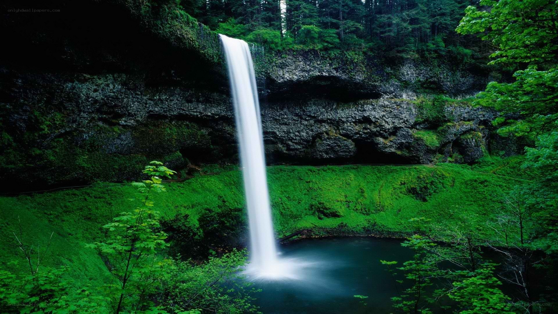 Waterfall in lush green forest