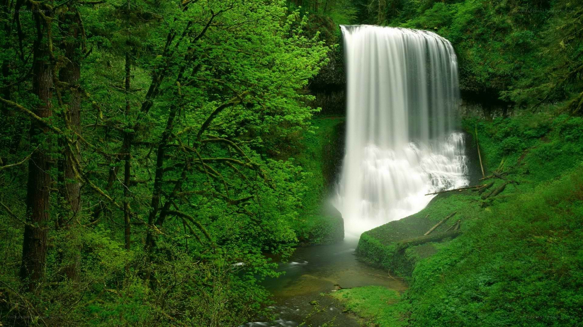 Waterfall in lush green forest