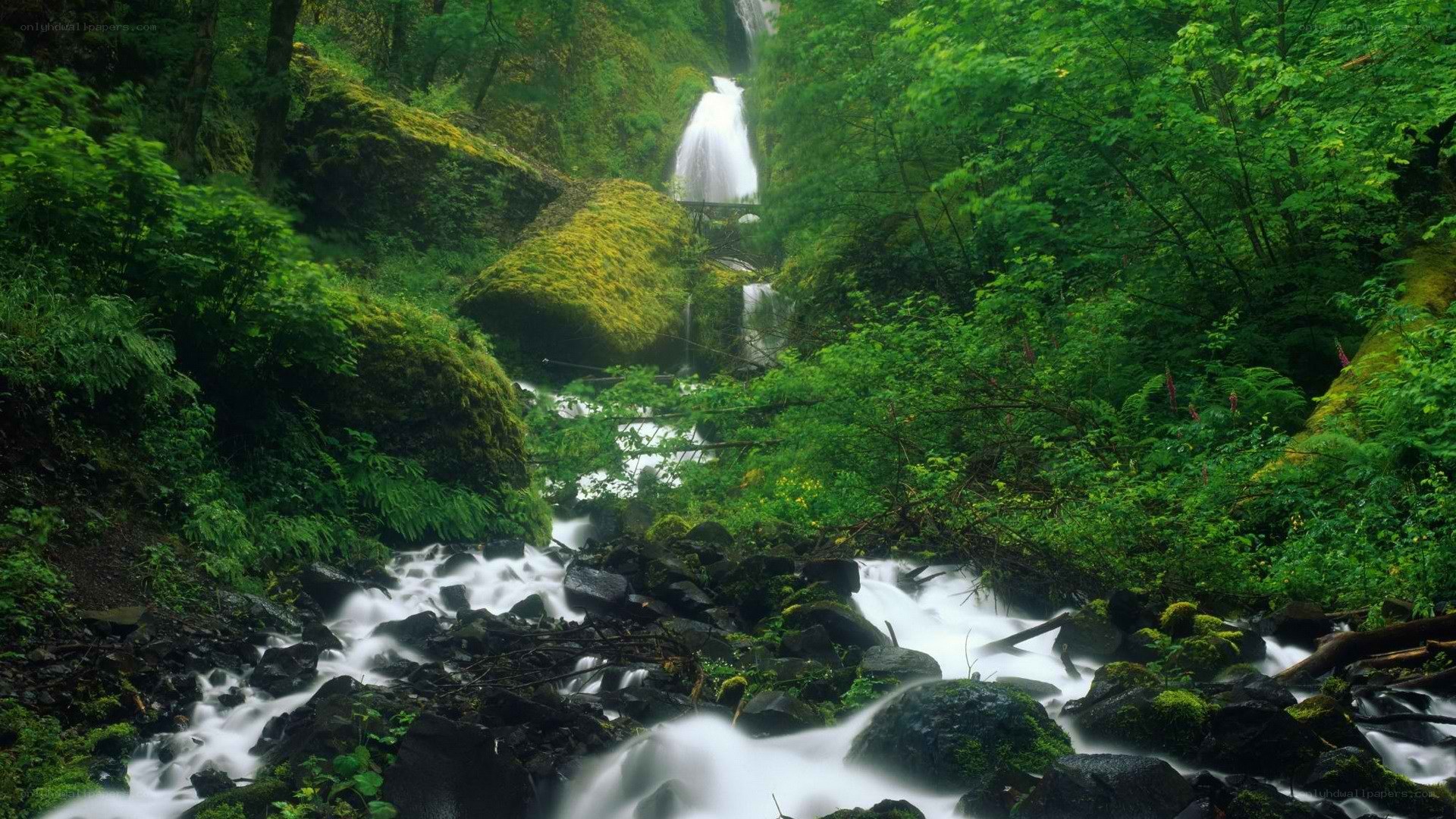 Waterfall in lush green forest