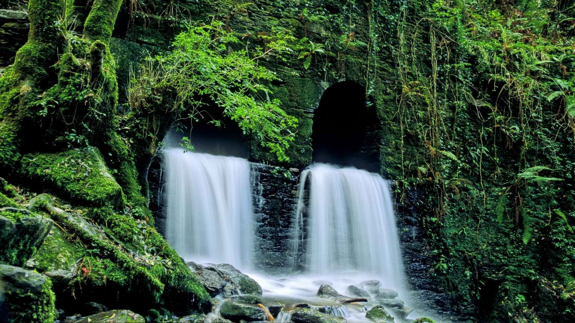 Waterfall in lush green forest