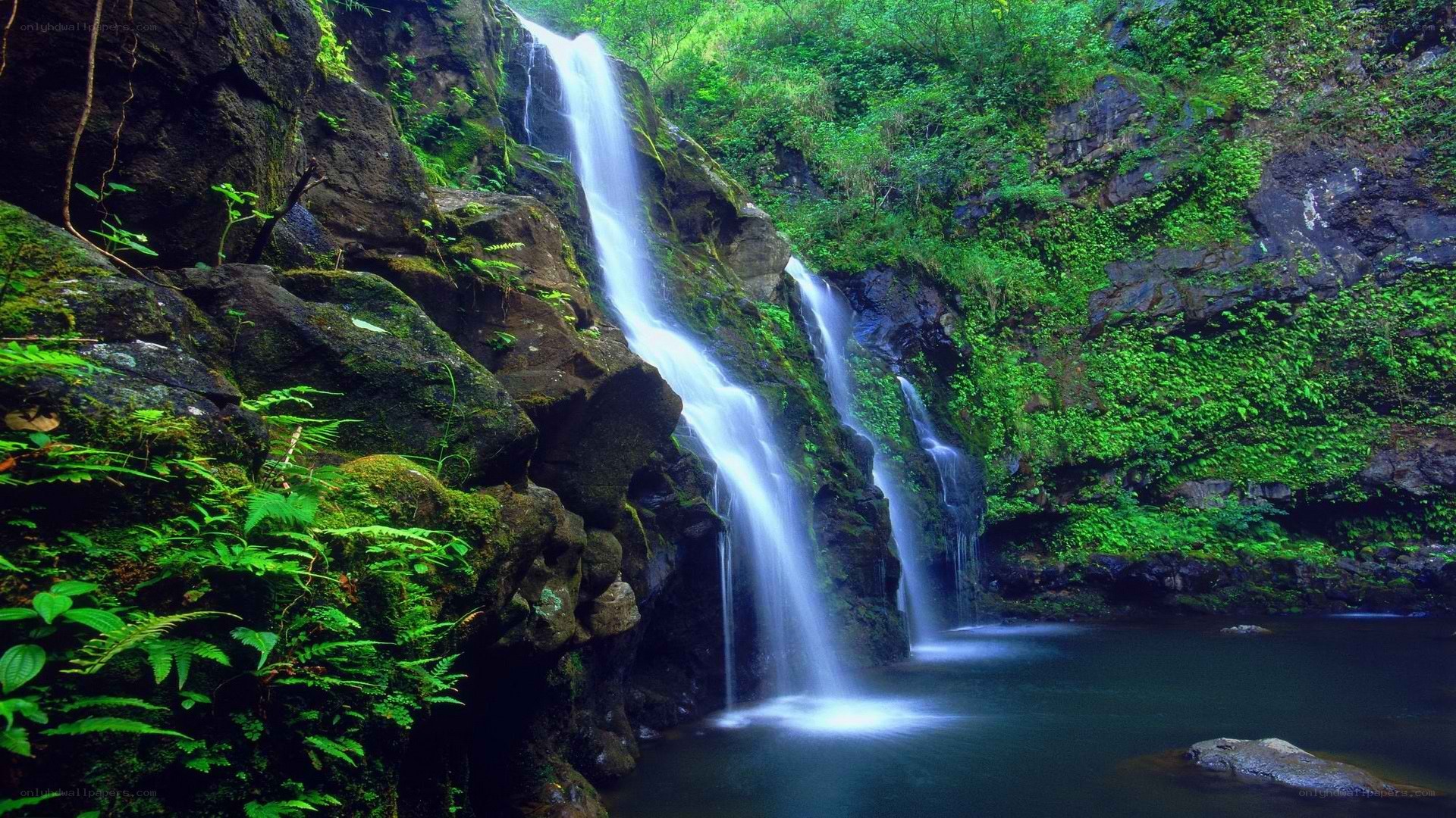 Waterfall in lush green forest