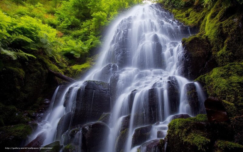 Waterfall in lush green forest