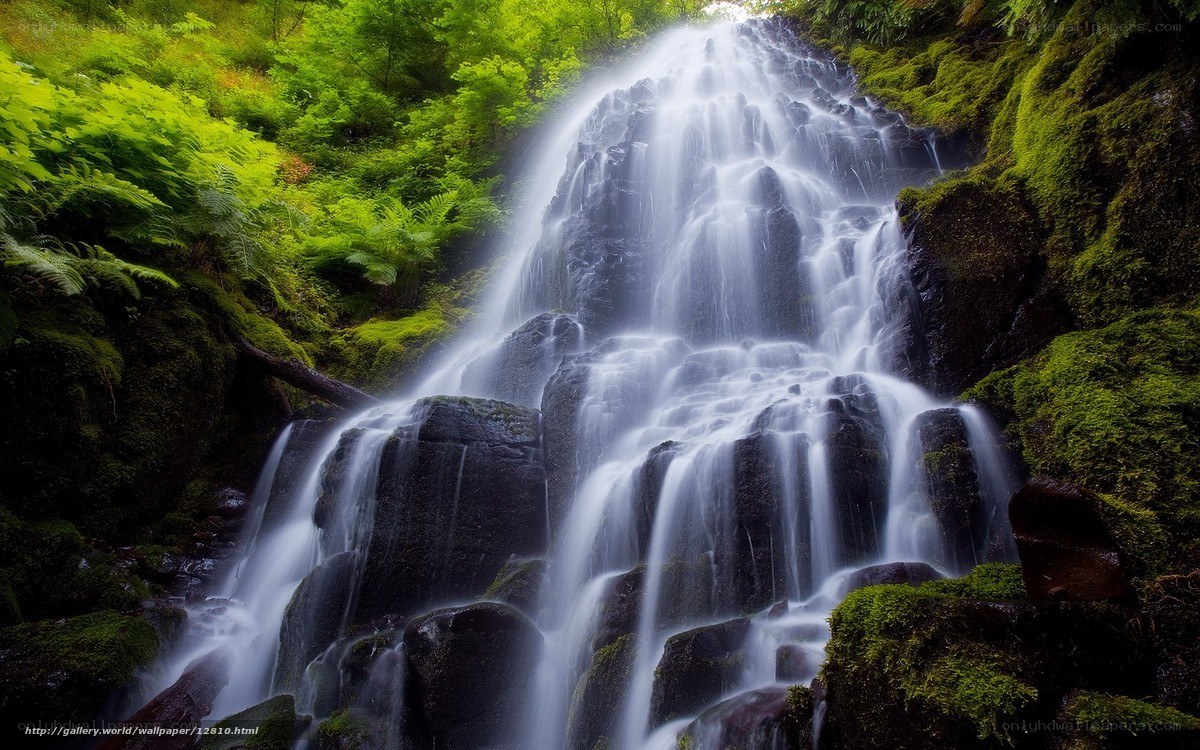 Waterfall in lush green forest