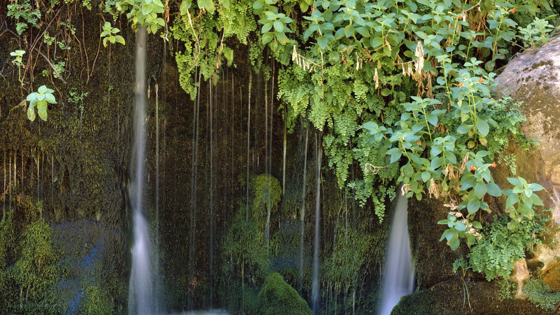 Waterfall in lush greenery