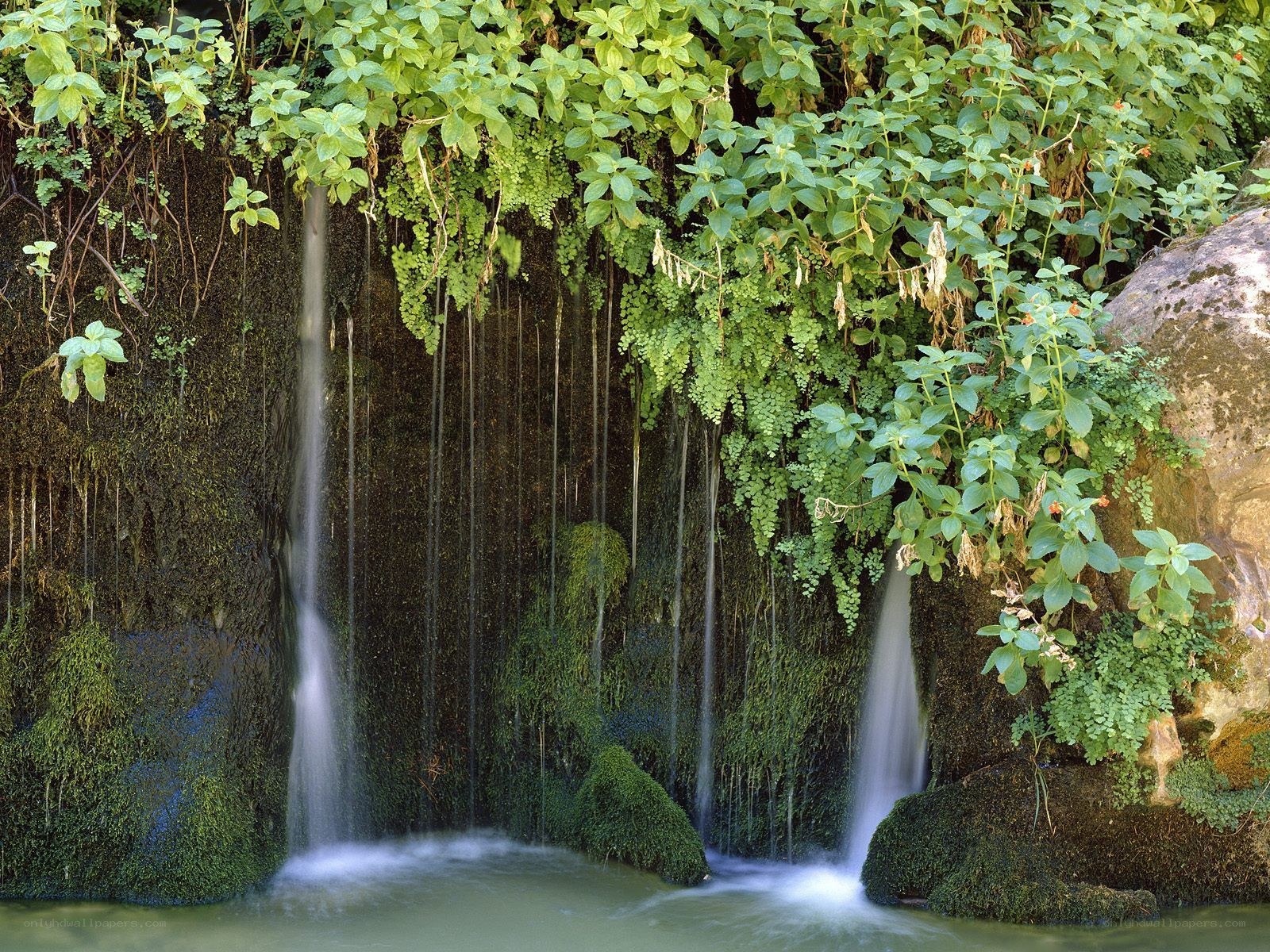 Waterfall in lush greenery