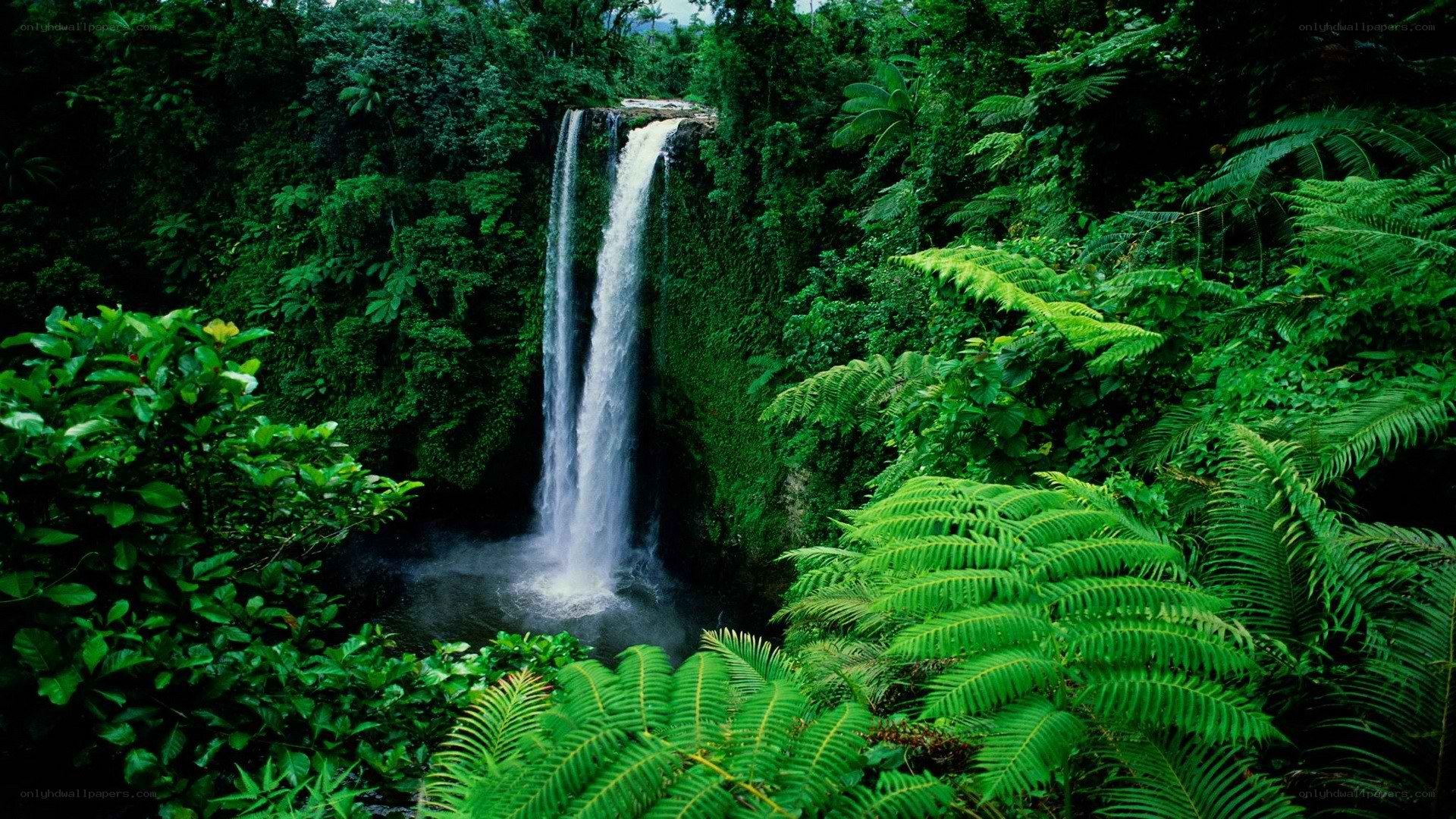 Waterfall in lush jungle
