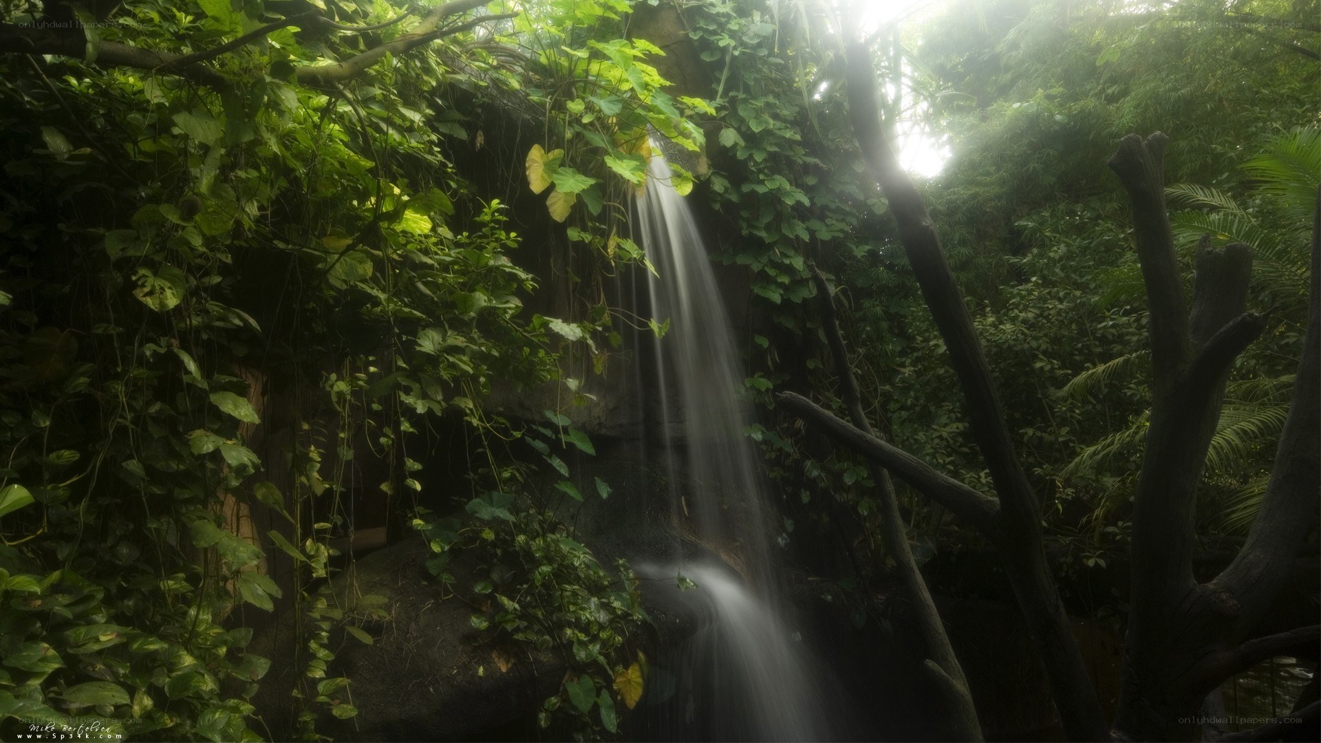 Waterfall in lush jungle