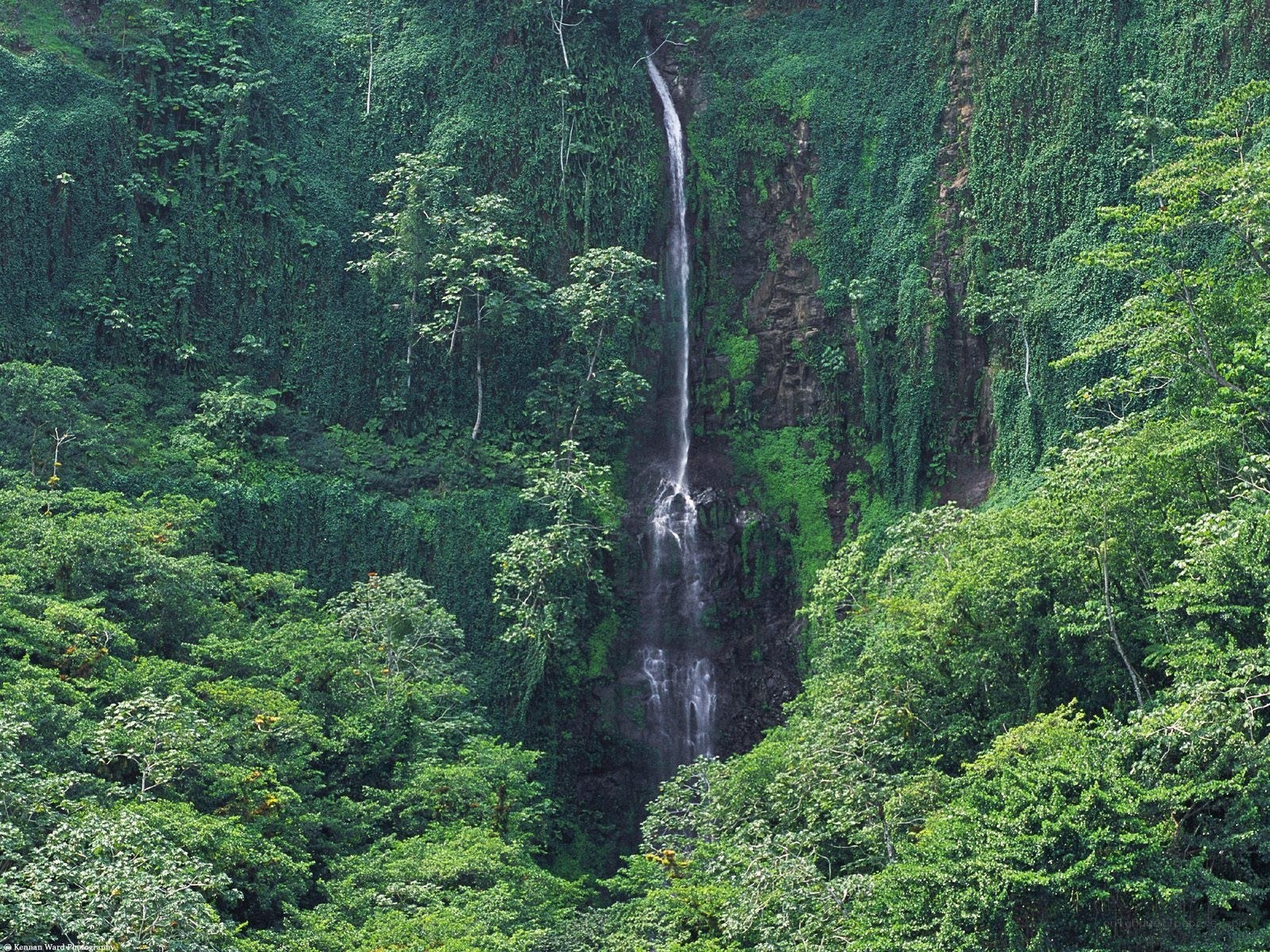 Waterfall in lush jungle