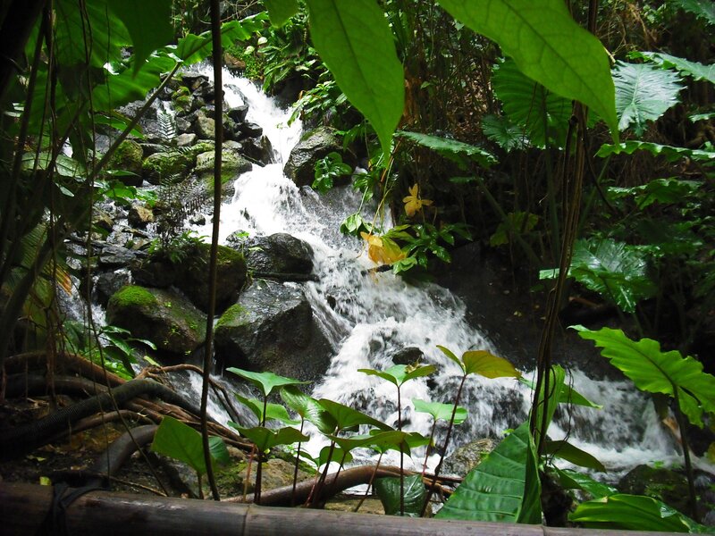 Waterfall in lush jungle
