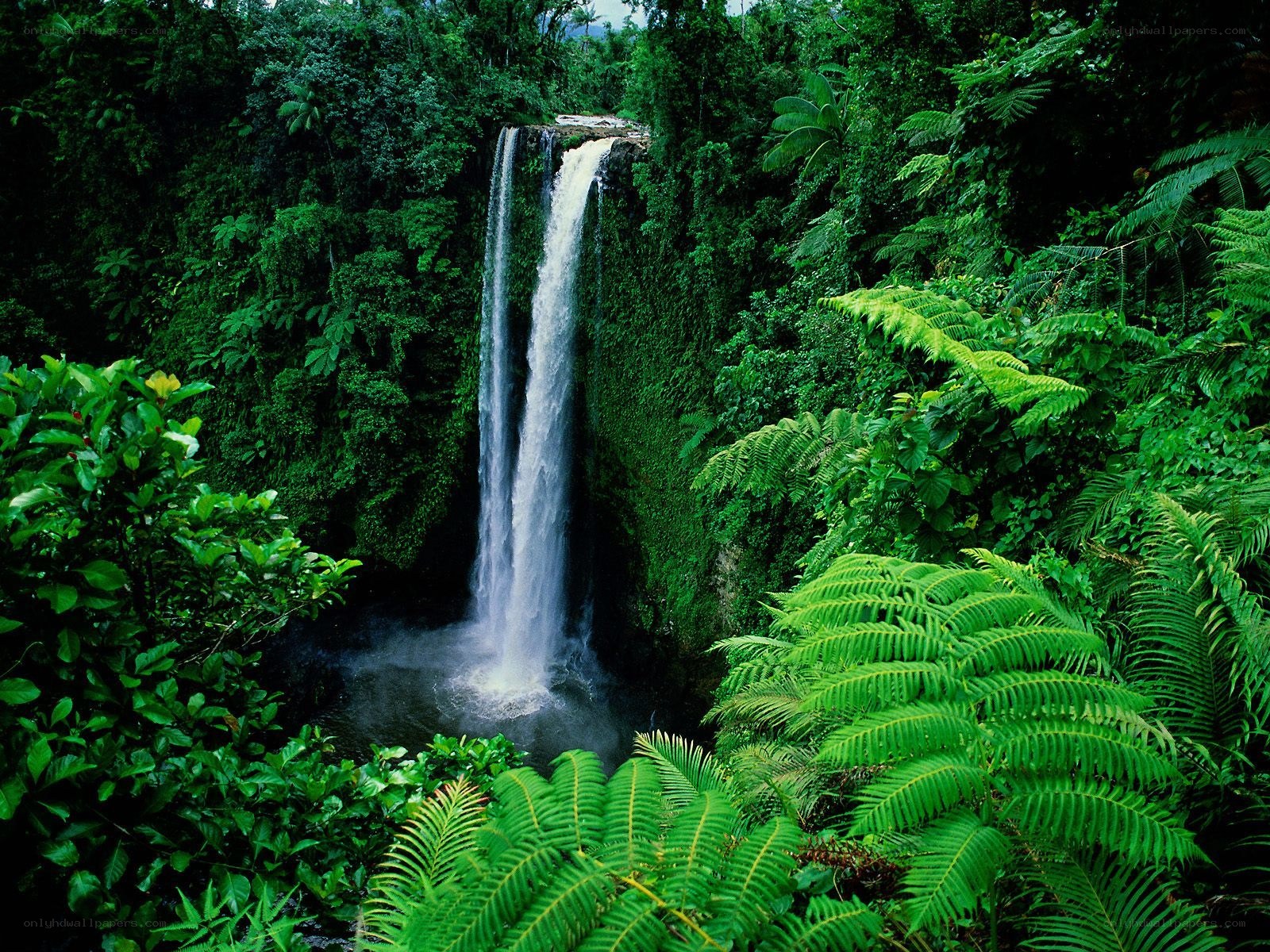 Waterfall in lush jungle