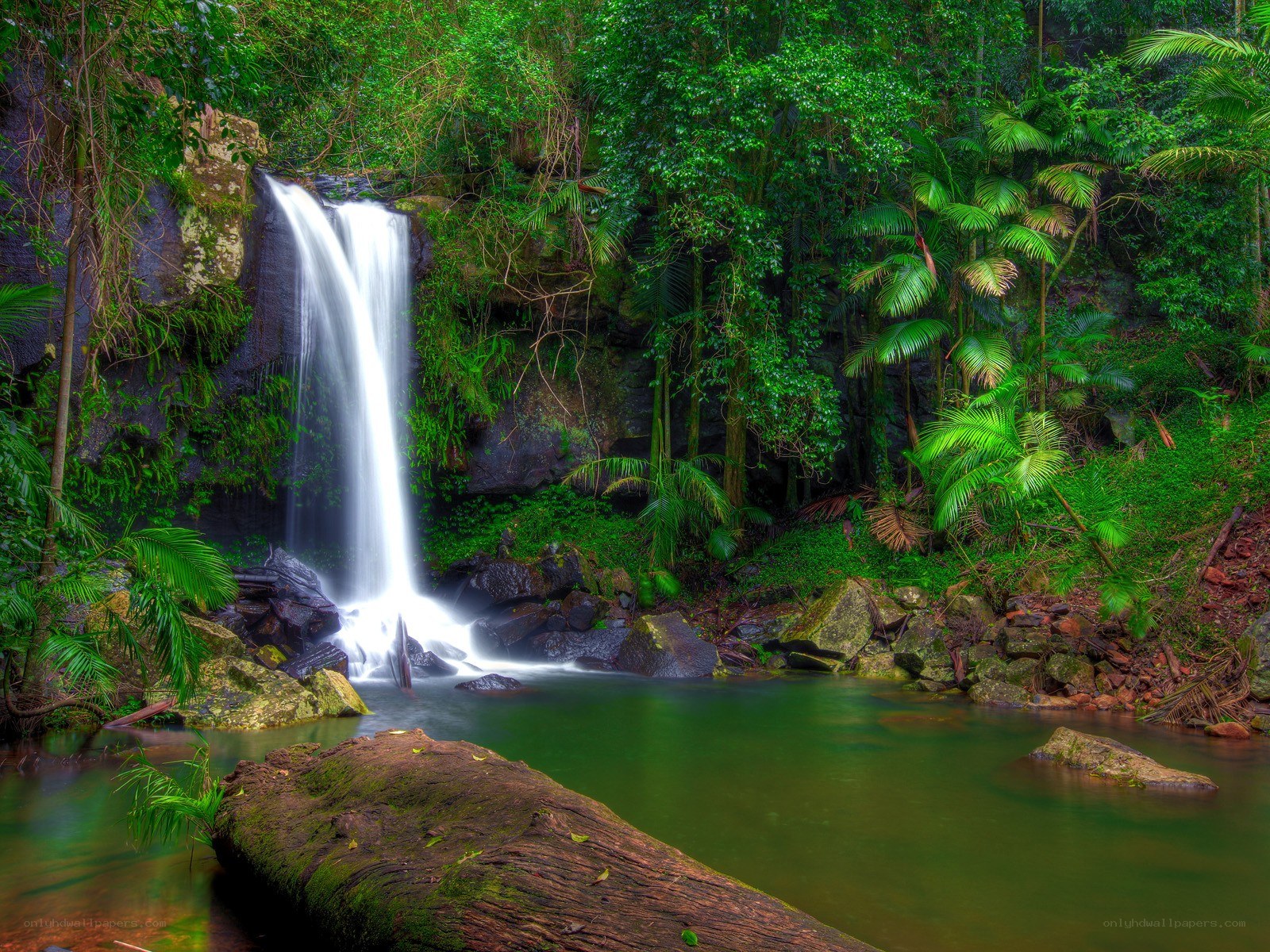 Waterfall in lush rainforest