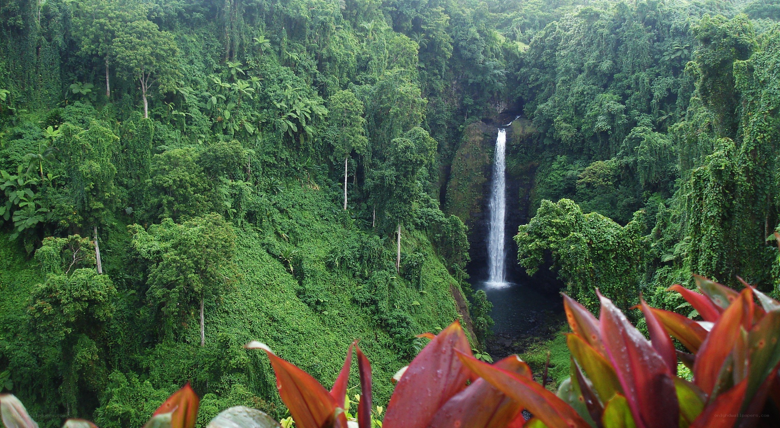 Waterfall in lush rainforest