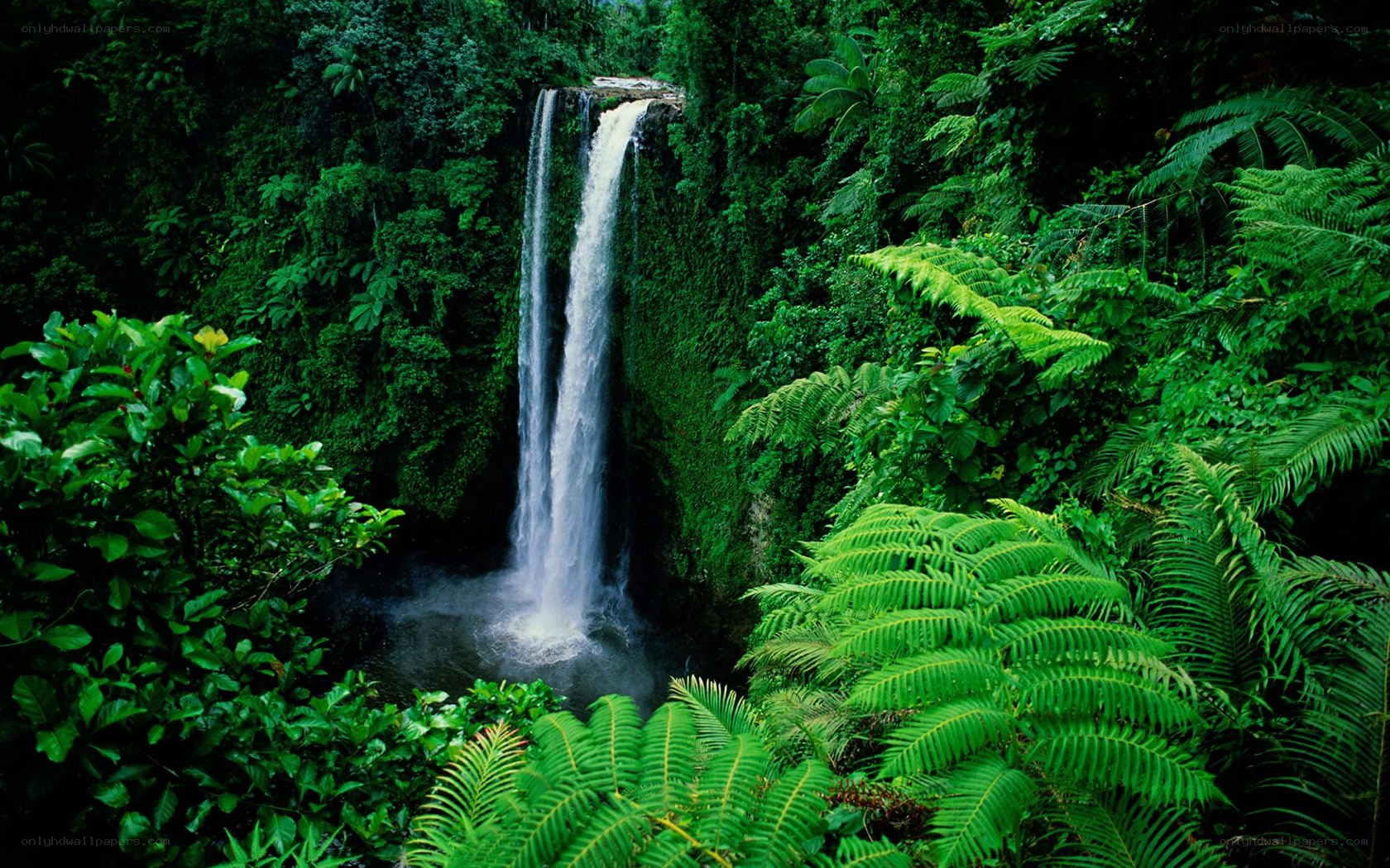Waterfall in lush rainforest