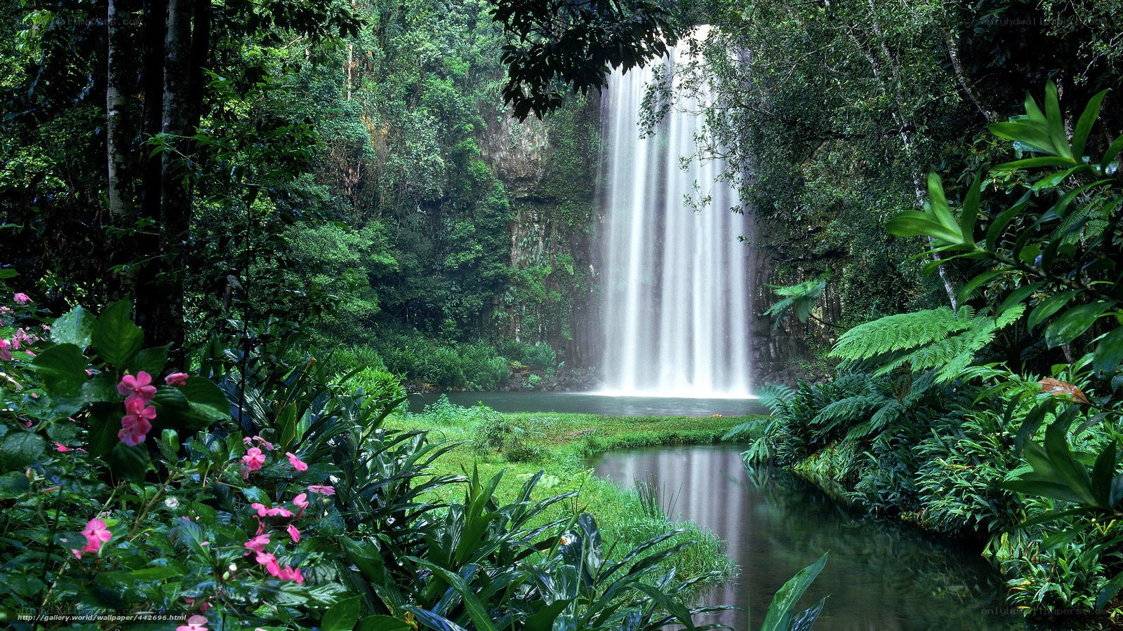 Waterfall in lush rainforest