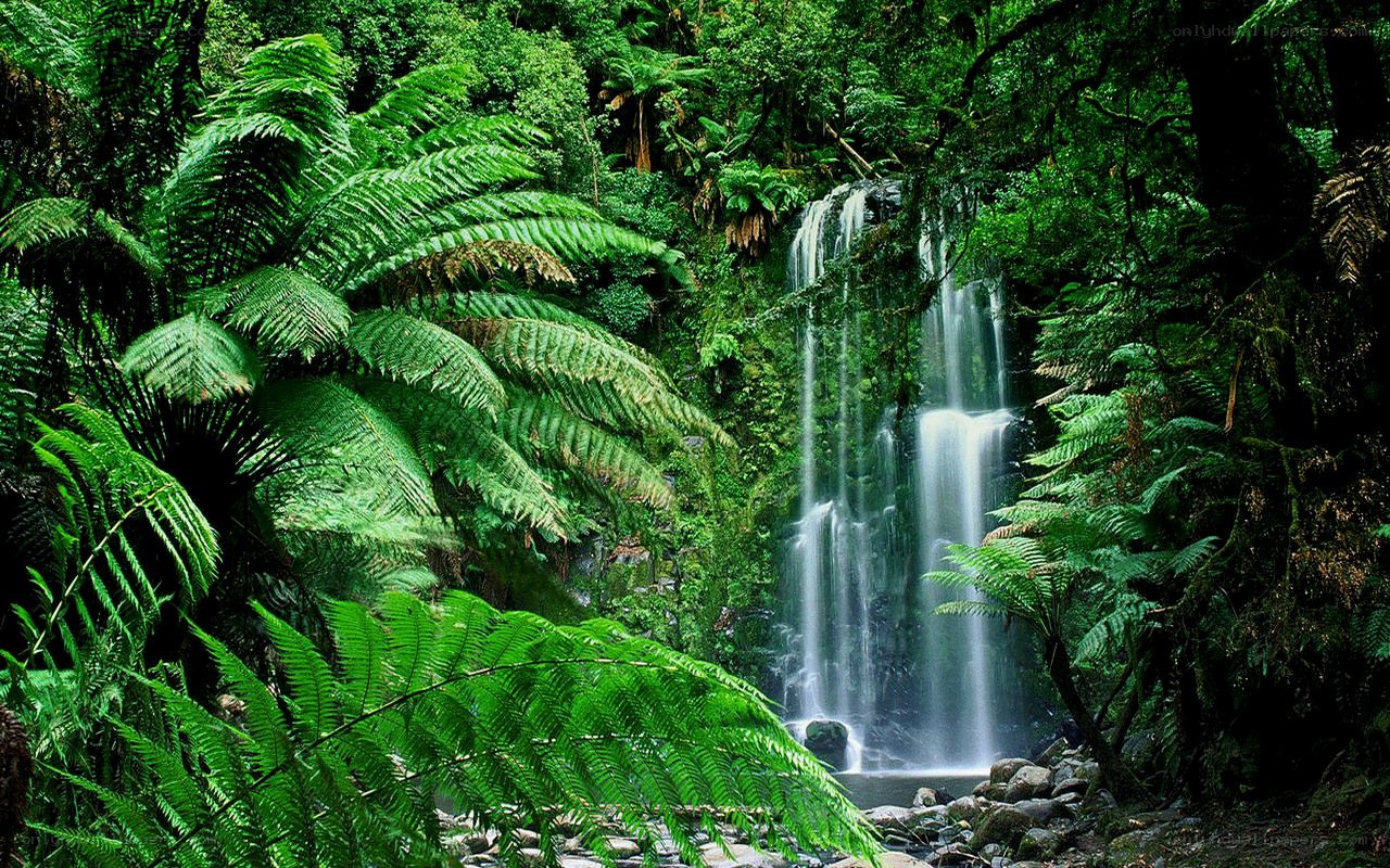 Waterfall in lush rainforest