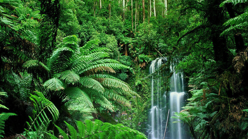 Waterfall in lush rainforest