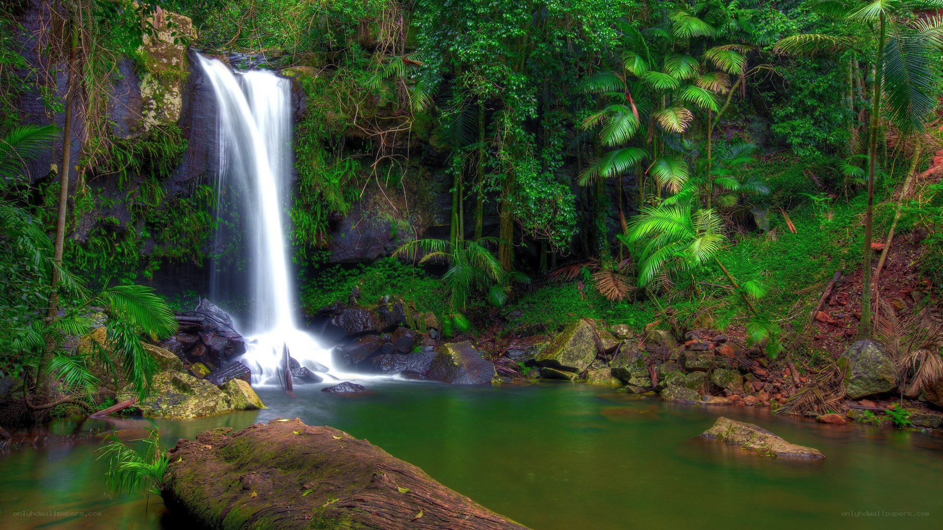 Waterfall in lush rainforest