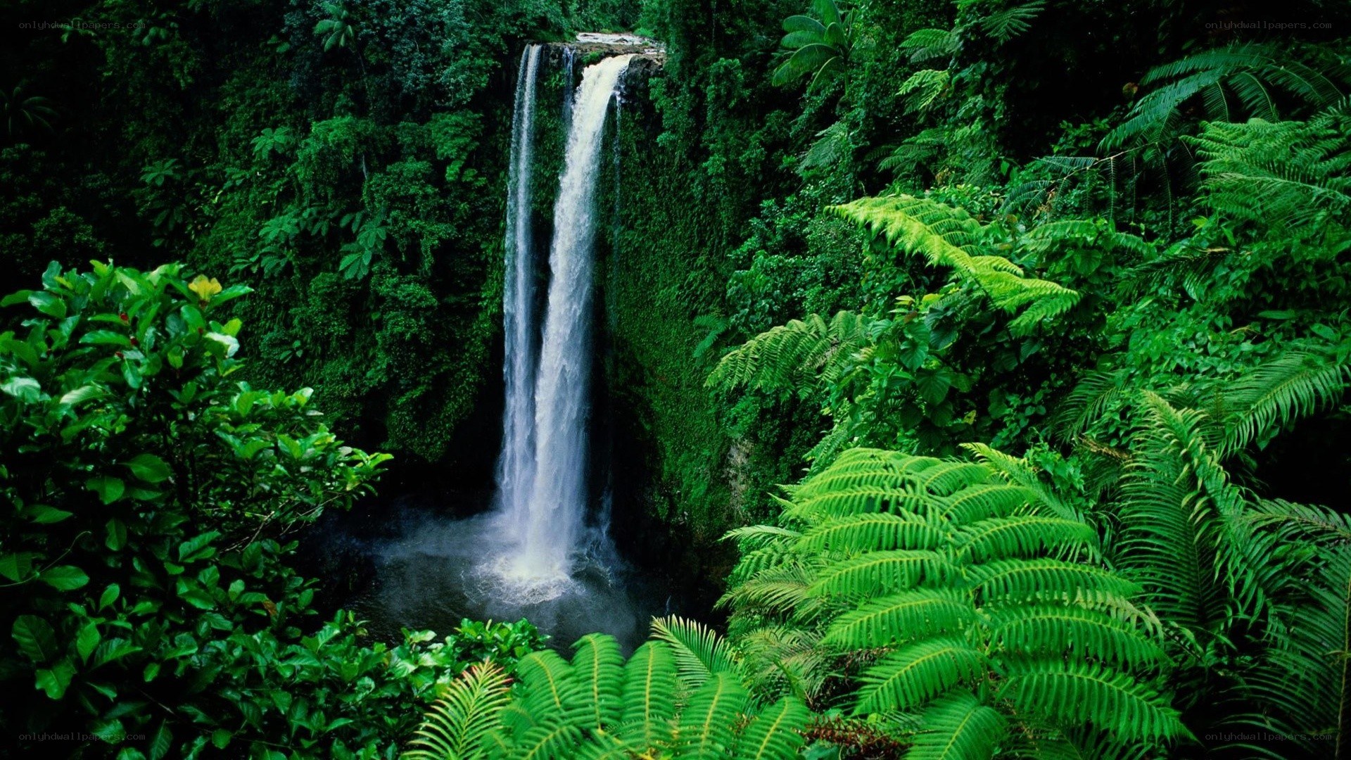 Waterfall in lush rainforest