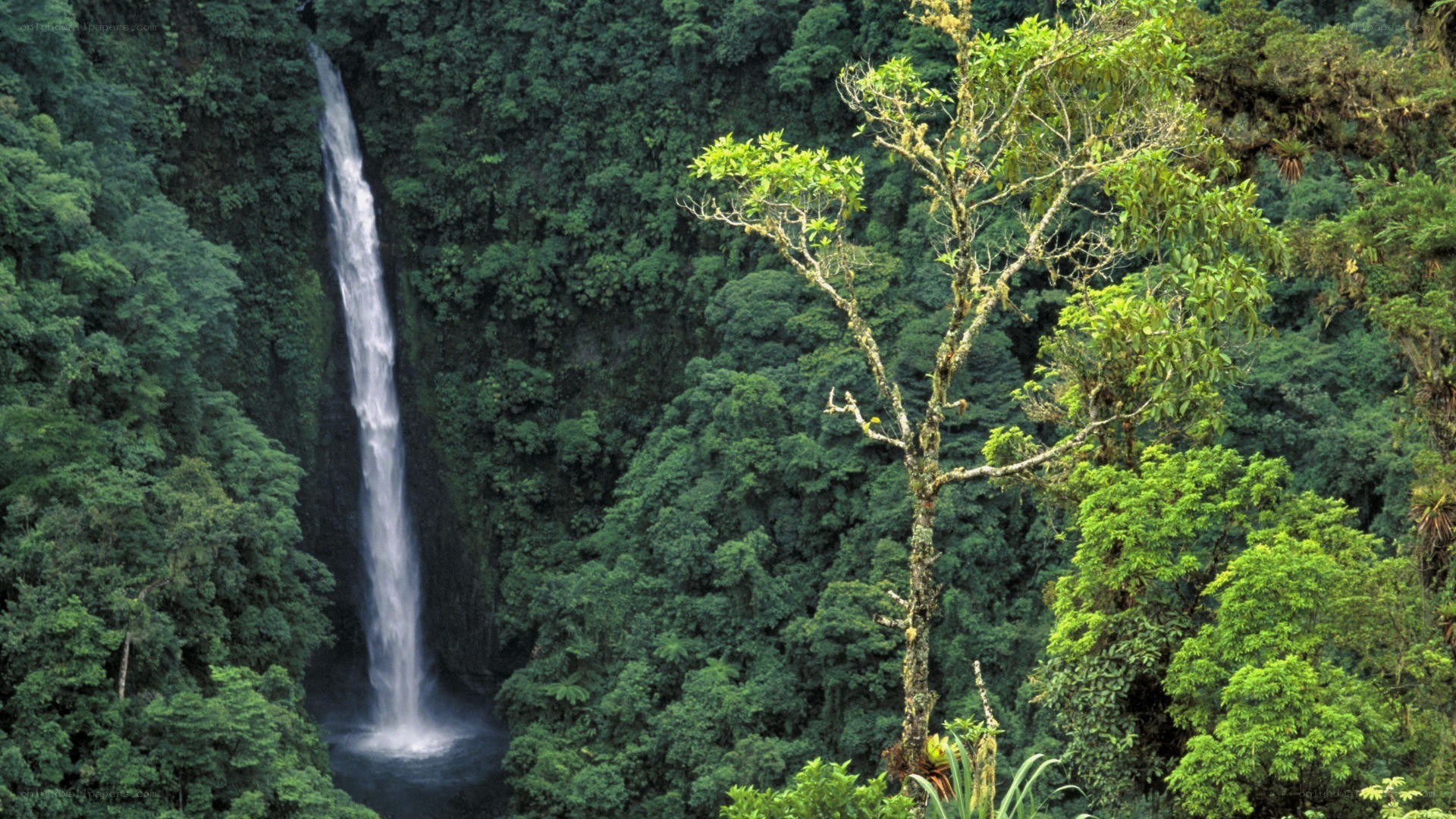 Waterfall in lush rainforest