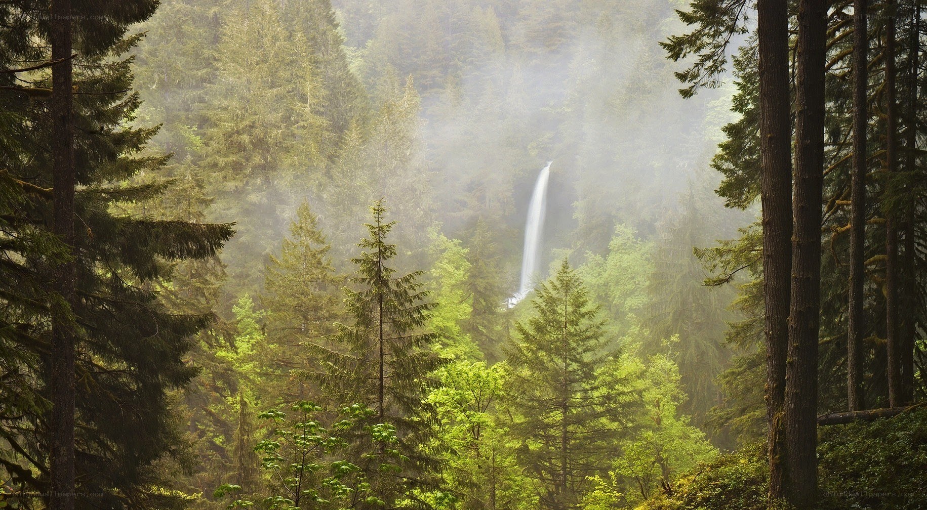 Waterfall in misty forest