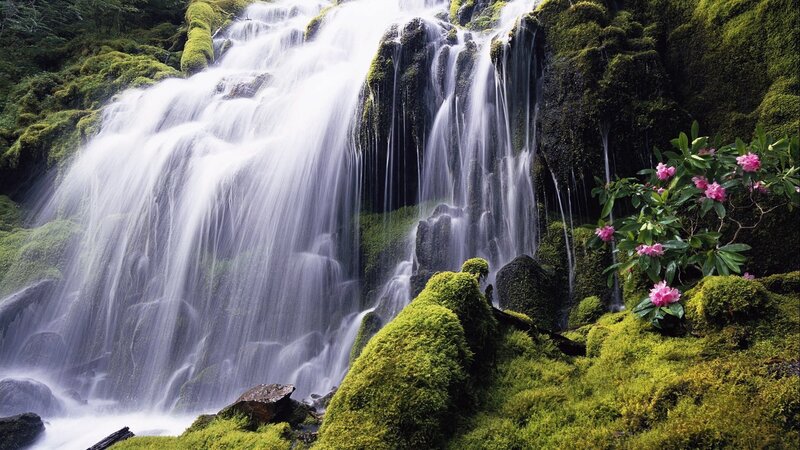Waterfall in mossy forest
