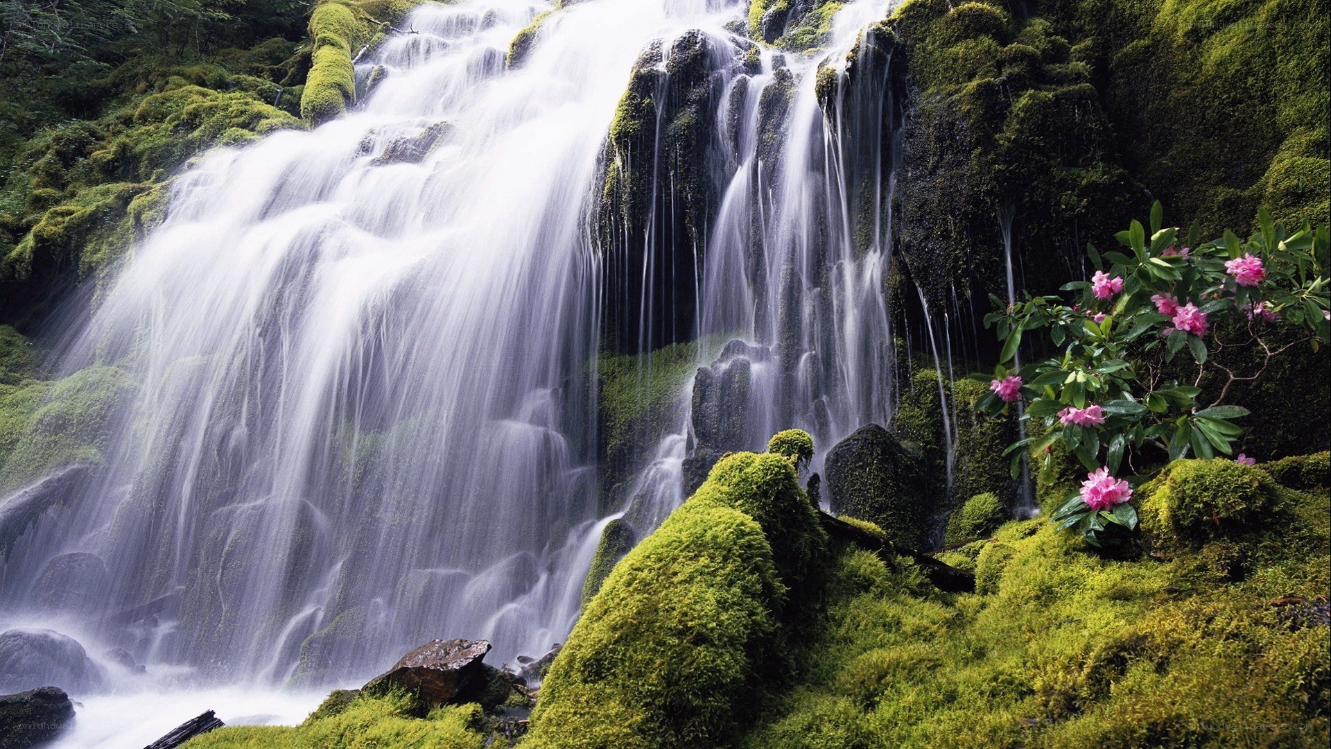 Waterfall in mossy forest