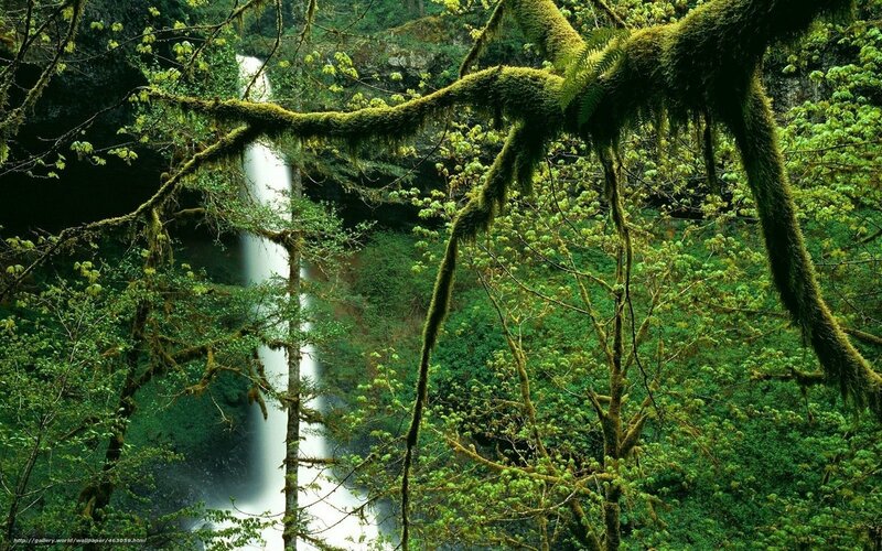 Waterfall in mossy forest