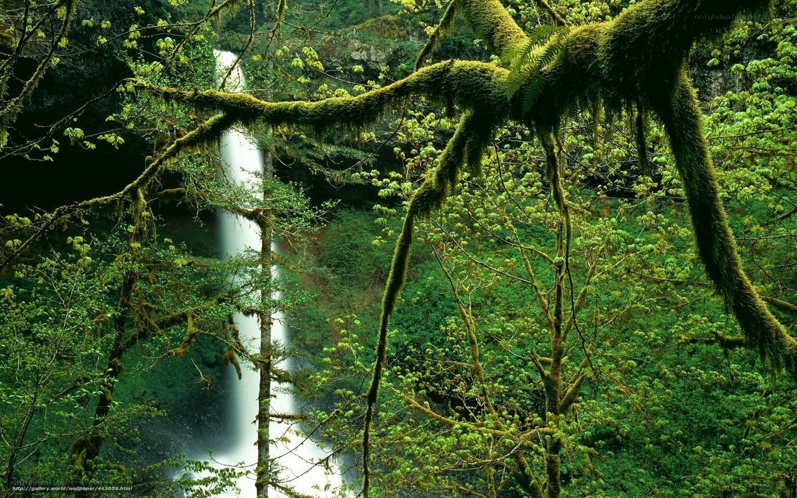 Waterfall in mossy forest