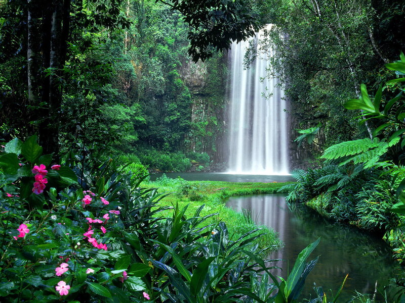 Waterfall in Rainforest — Green, Serene, Afternoon
