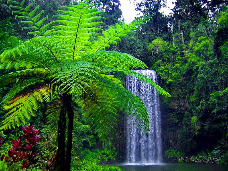 Waterfall in Rainforest — Green, Serene, Photograph