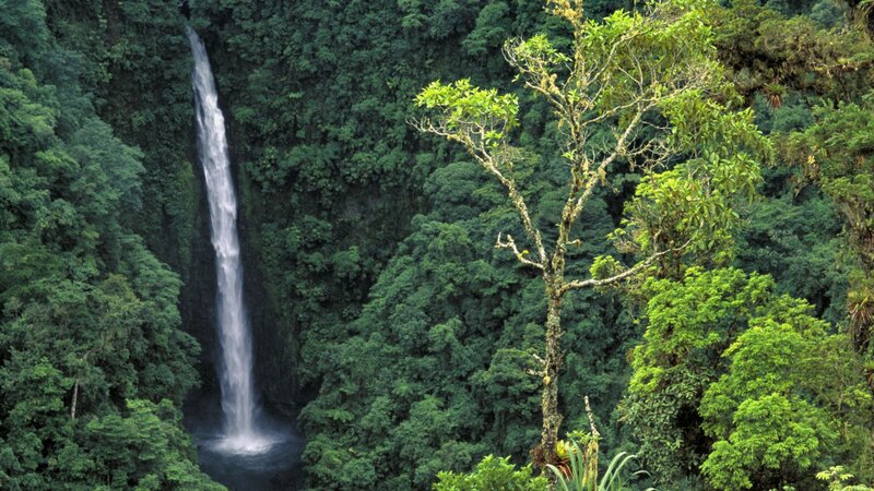 Waterfall in Rainforest — Green, Serene, Photograph, Tree