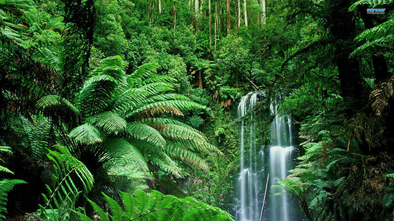 Waterfall in Rainforest — Green, Serene, Photograph, Trees