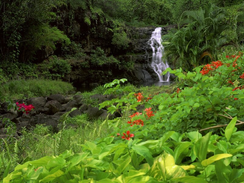 Waterfall in Tropical Forest — Green, Serene, Afternoon, Photograph, Flowers