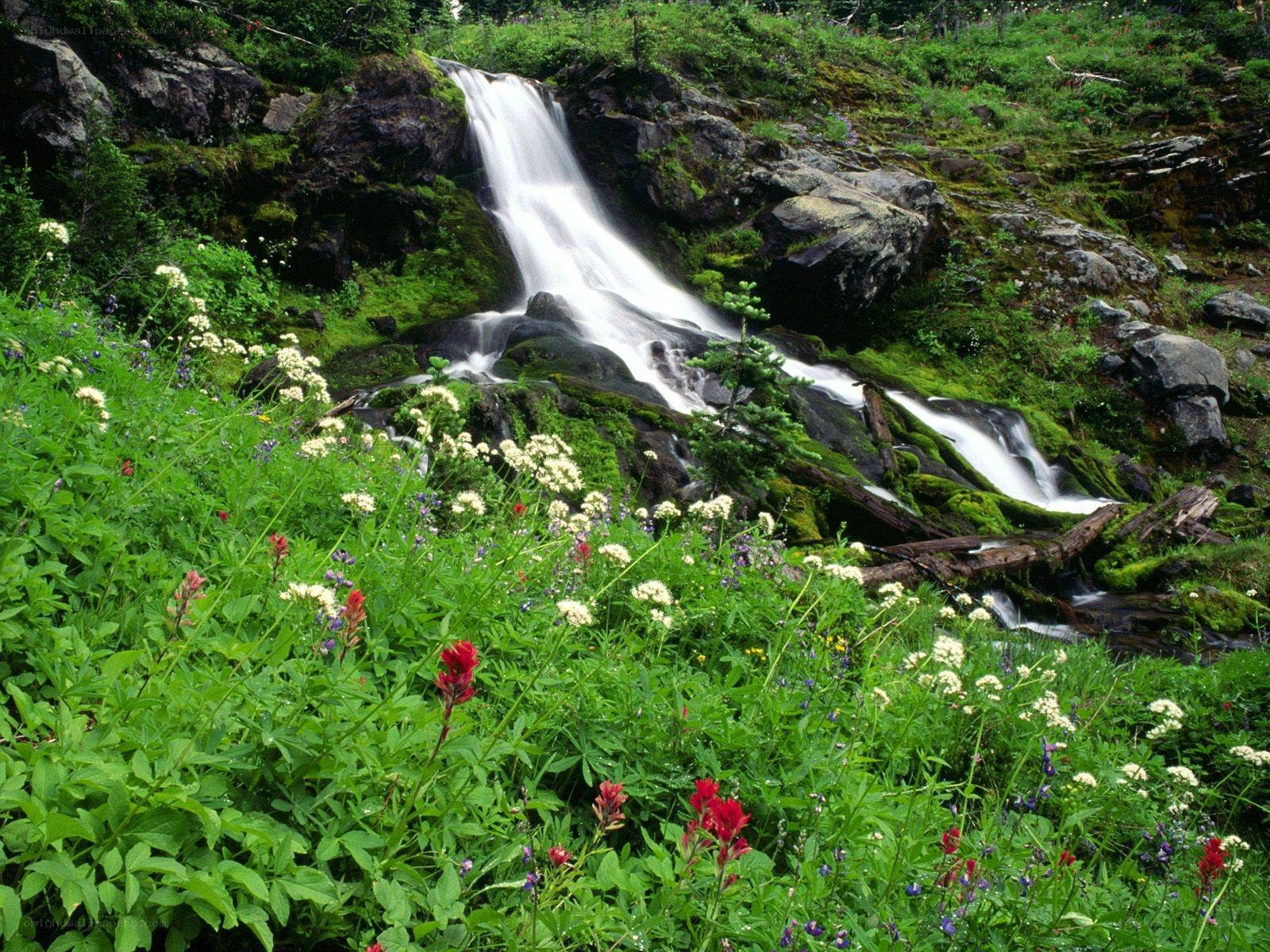Waterfall in wildflower meadow
